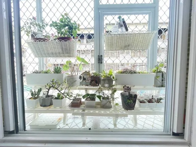 改造後：窗邊層架綠植妝點